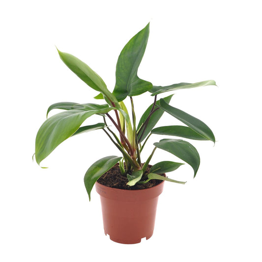 Philodendron Florida Green – Pflegeleichte Zimmerpflanze Ø12cm