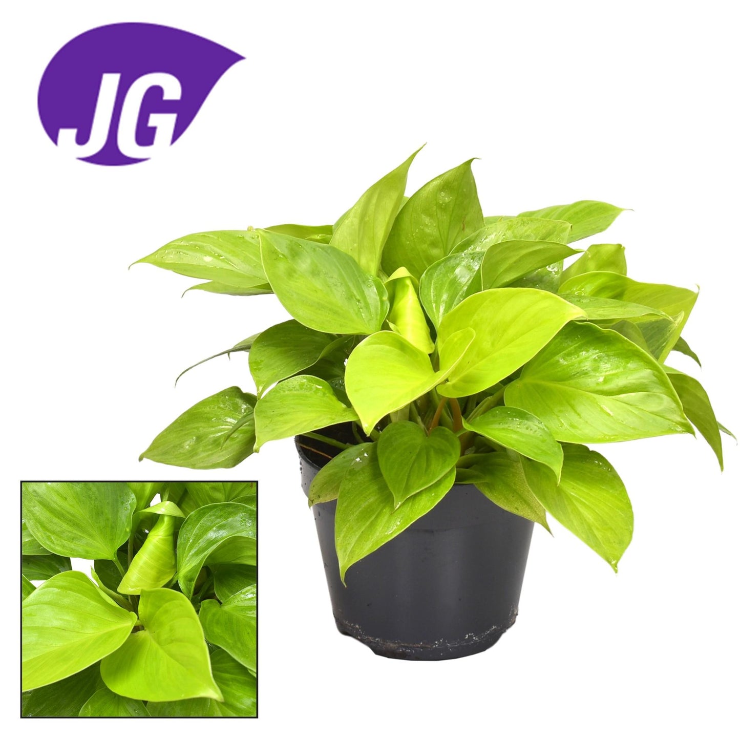 Homalomena Lemon Lime – Pflegeleichte Zimmerpflanze Ø15cm