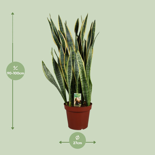 Sansevieria Laurentii Ø27cm – Pflegeleichter Bogenhanf bis 100cm