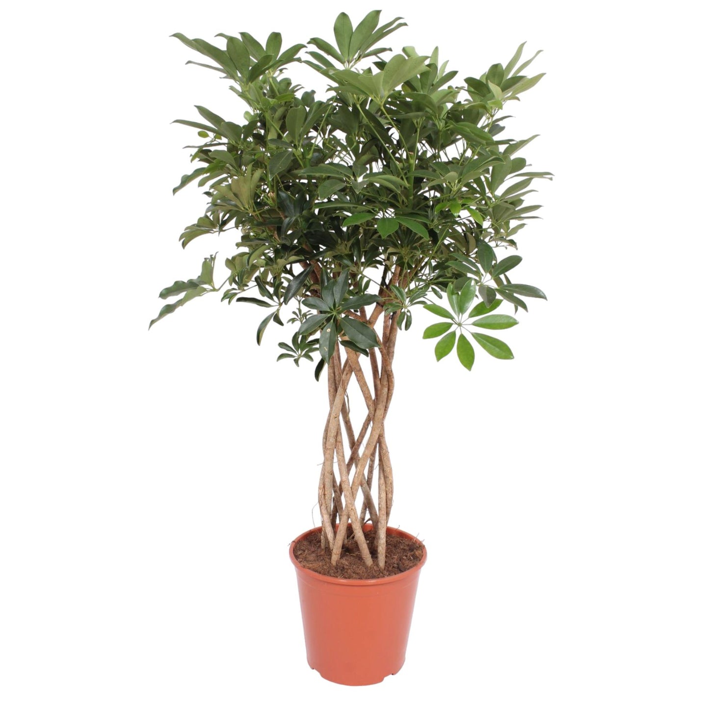 Schefflera Arboricola Compacta mit geflochtenem Stamm – 130 cm