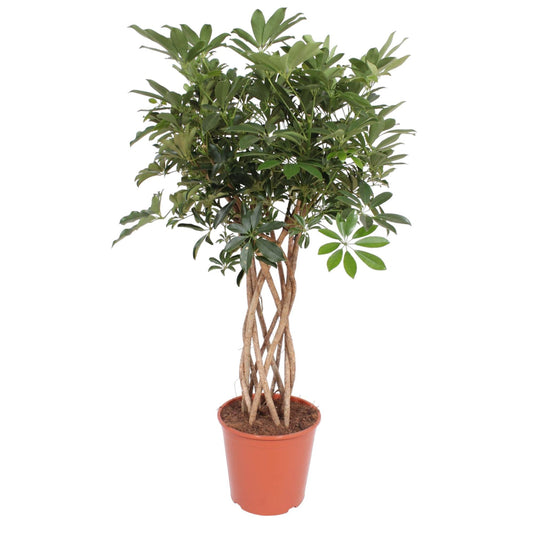 Schefflera Arboricola Compacta mit geflochtenem Stamm – 130 cm