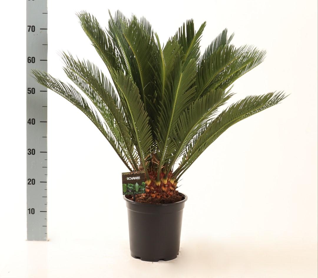 Cycas Revoluta - Sago-Palme Ø21cm Topf, 75cm Höhe