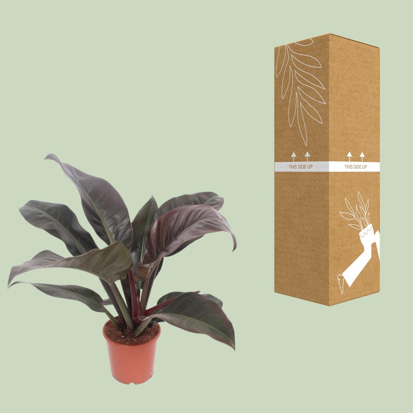 Philodendron Imperial Red – 60 cm pflegeleichte Zimmerpflanze