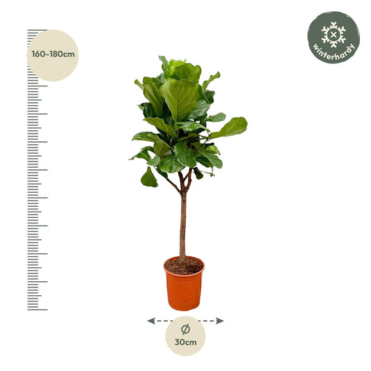 Ficus Lyrata (Geigenfeige) – 170 cm, Ø 30 cm, pflegeleicht