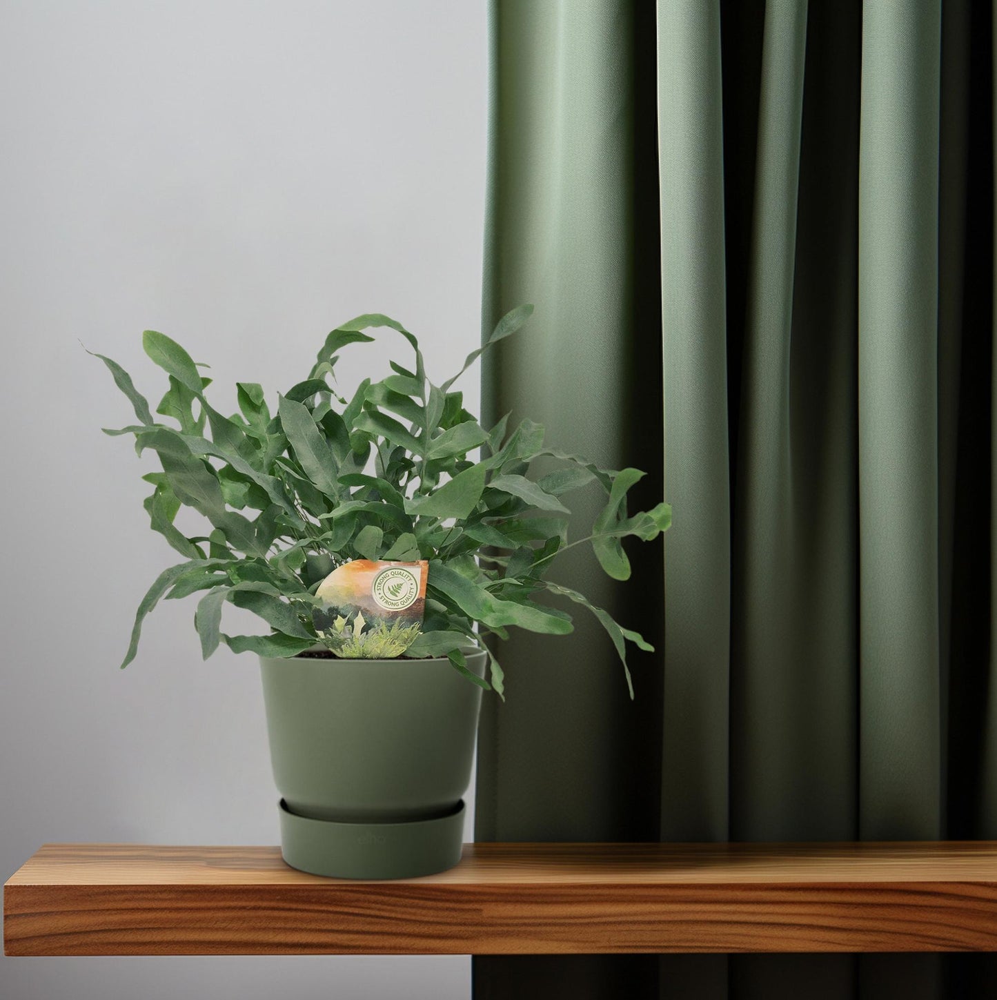 Phlebodium Blue Star – pflegeleichte Zimmerpflanze Ø12cm