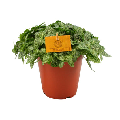 Fittonia Verschaffeltii Mosaikpflanze Ø15 cm – Pflegeleicht & Farbenfroh
