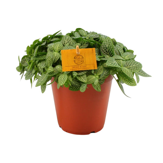 Fittonia Verschaffeltii Mosaikpflanze Ø15 cm – Pflegeleicht & Farbenfroh
