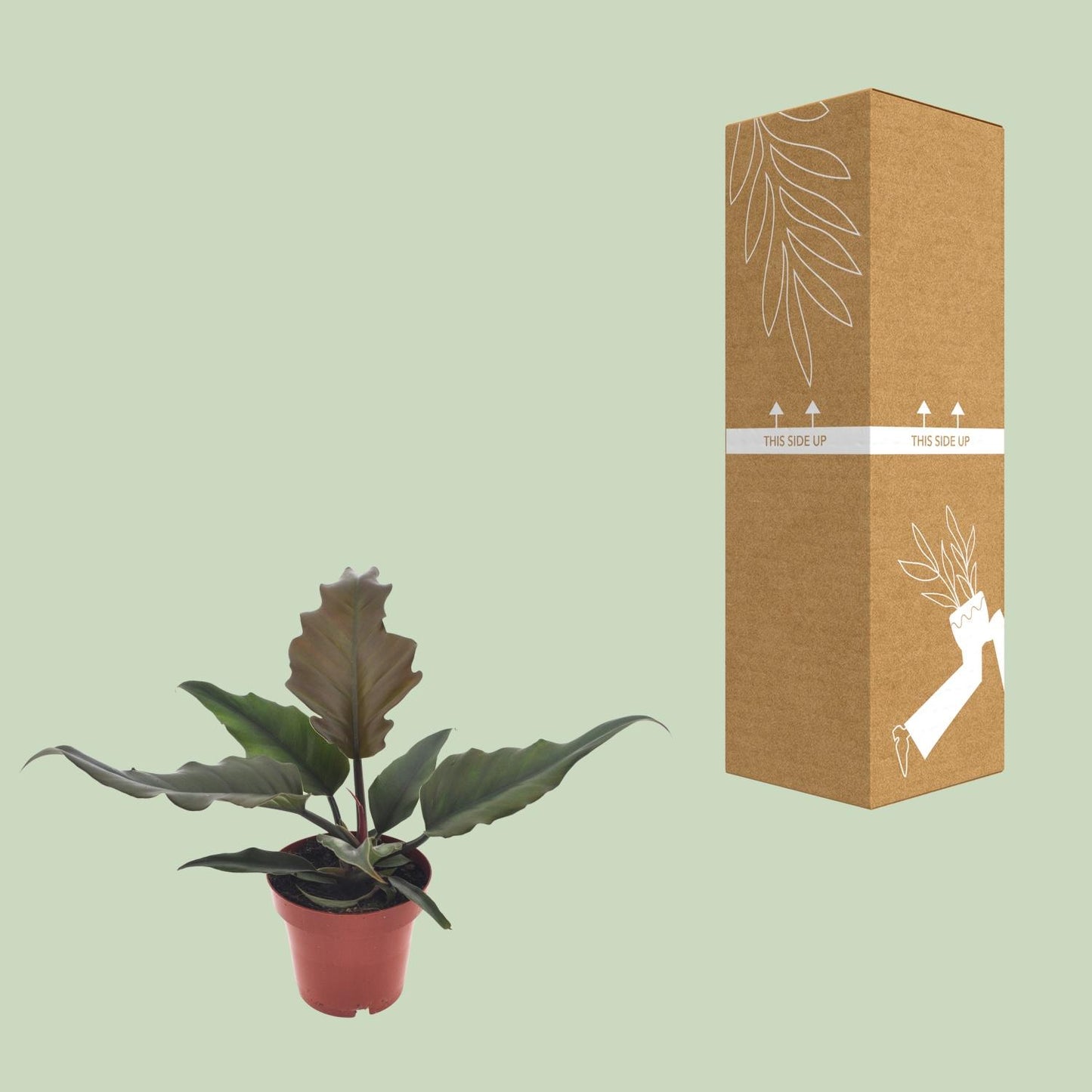 Philodendron Caramel – Pflegeleichte Zimmerpflanze Ø12cm