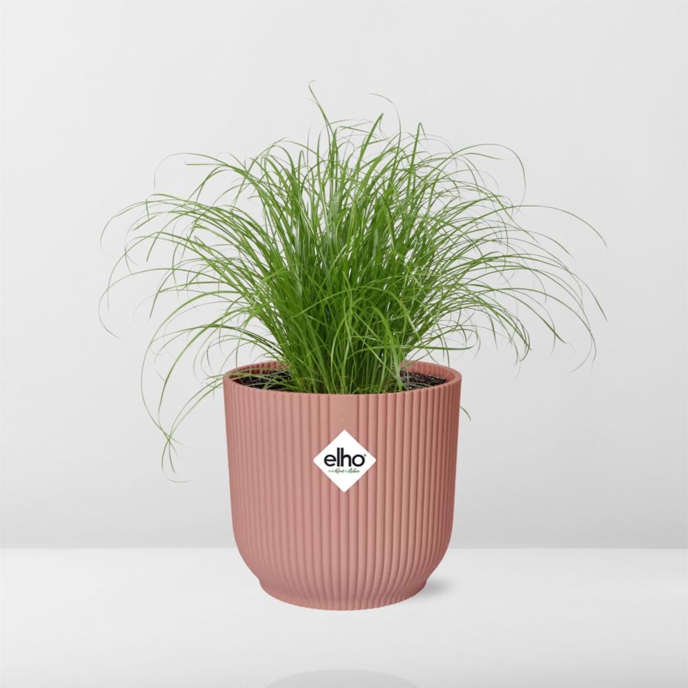 Cyperus Alternifolius Zumula im ELHO Vibes Fold 14cm rosa