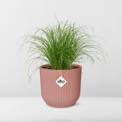 Cyperus Alternifolius Zumula im ELHO Vibes Fold 14cm rosa
