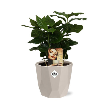Coffea Arabica Zimmerpflanze im ELHO b.for rock 14 cm Topf