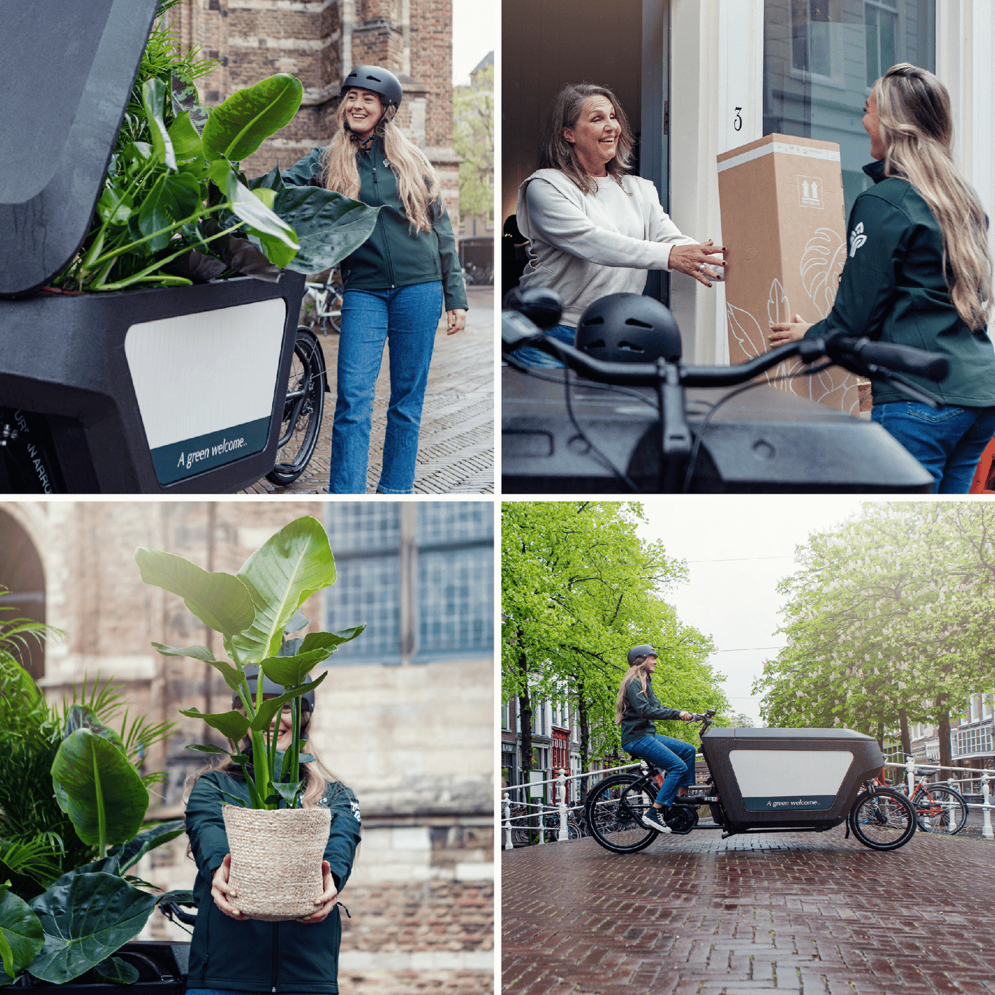 Überraschungsbox mit 5 pflegeleichten Pflanzen Ø12-25cm