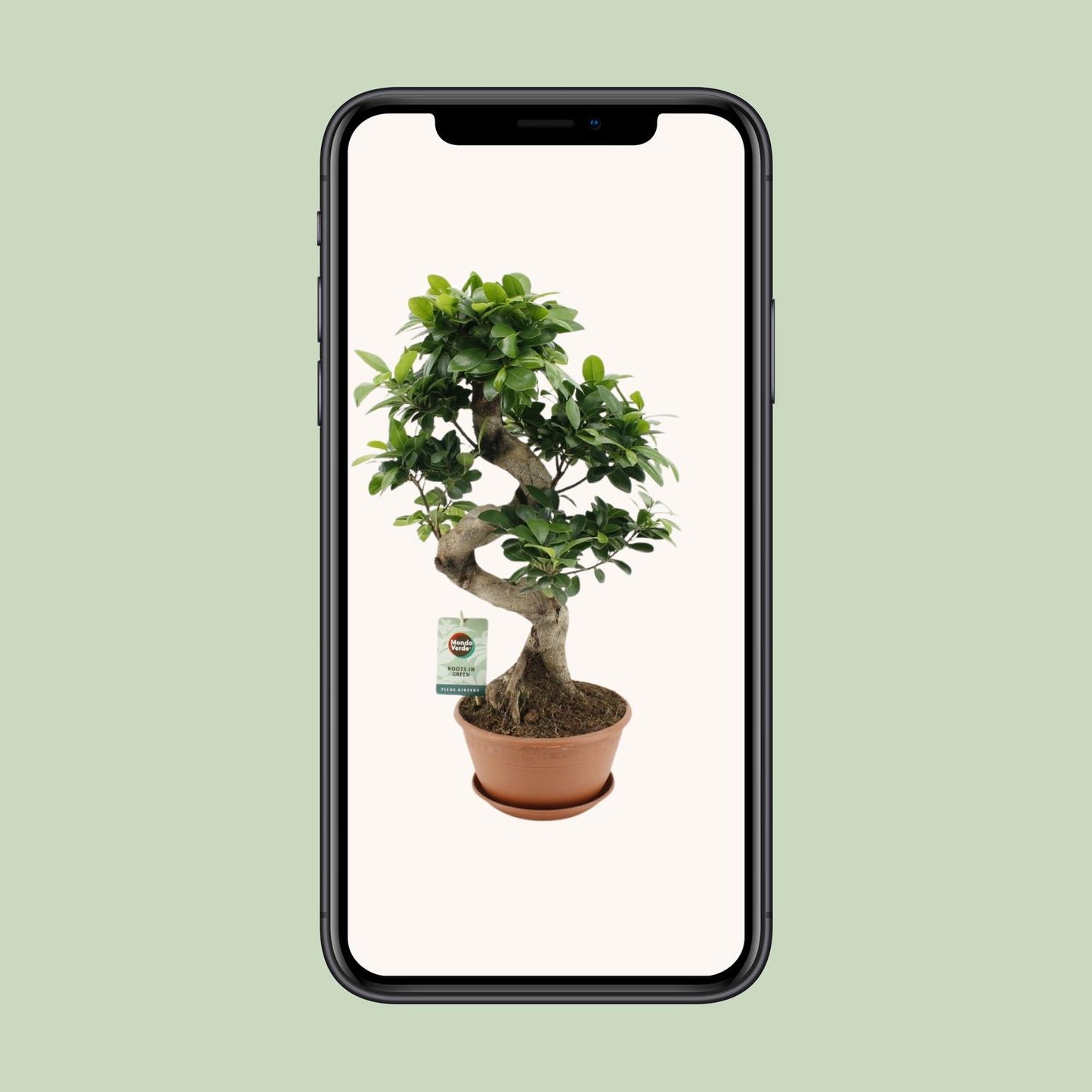 Ficus Ginseng – Pflegeleichte Zimmerpflanze Ø22cm
