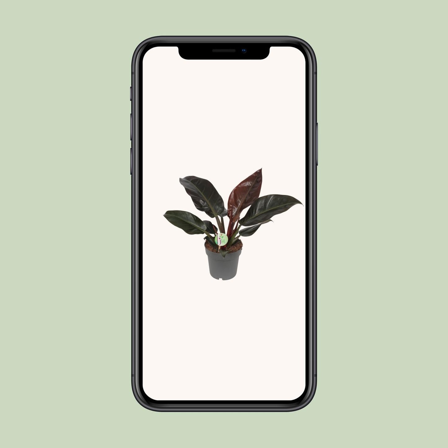 Philodendron Imperial Red – Tropische Zimmerpflanze Ø19cm