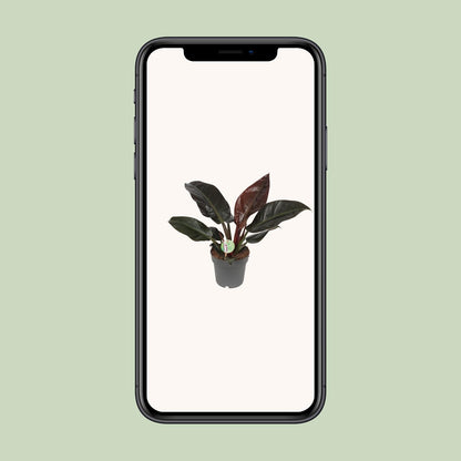 Philodendron Imperial Red – Tropische Zimmerpflanze Ø19cm