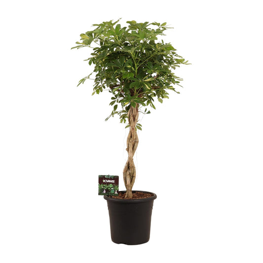 Schefflera Gold Capella – Pflegeleichte Schirmpflanze Ø32cm
