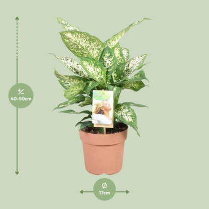 Dieffenbachie 'Compacta' – 45 cm pflegeleichte Zimmerpflanze