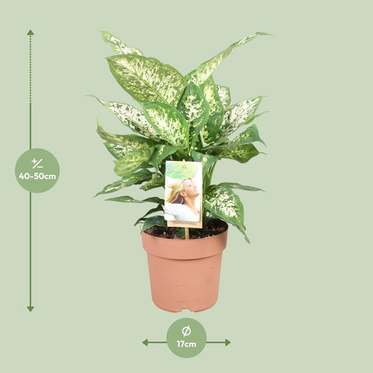 Dieffenbachie 'Compacta' – 45 cm pflegeleichte Zimmerpflanze