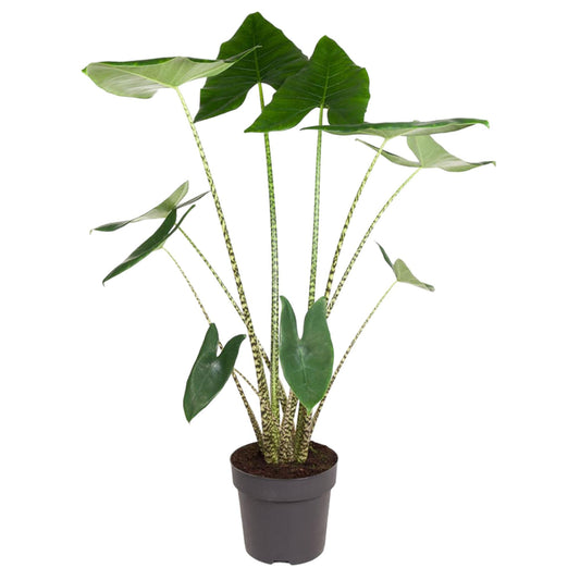 Alocasia Zebrina – Trendige, pflegeleichte Zimmerpflanze 130 cm