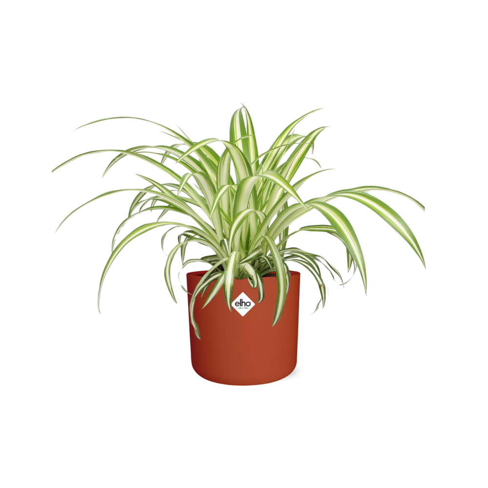 Chlorophytum Comosum Variegatum in ELHO b.for soft rond 14cm brique