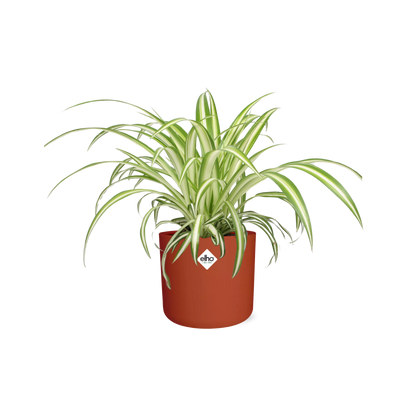 Chlorophytum Comosum Variegatum in ELHO b.for soft rond 14cm brique