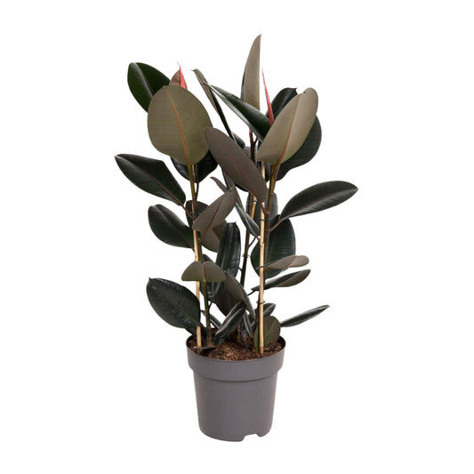 Ficus Elastica Abidjan – Pflegeleichter Gummibaum Ø27cm