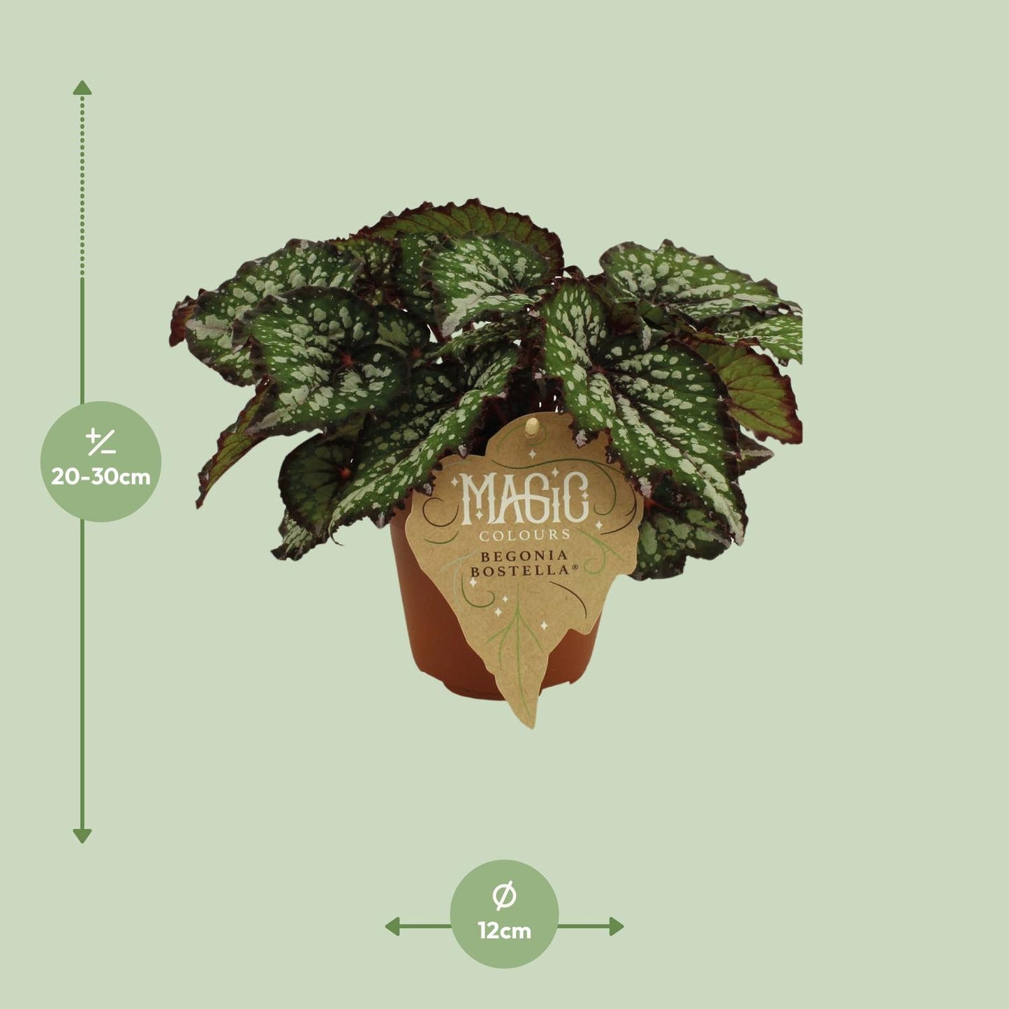 Begonia Rex Bostella – Exotische Blattbegonie im 12cm Topf
