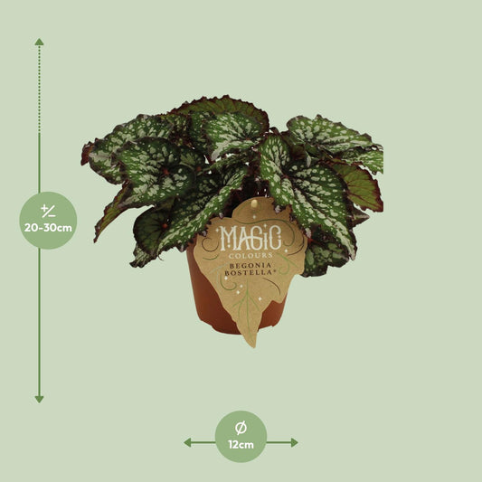 Begonia Rex Bostella – Exotische Blattbegonie im 12cm Topf