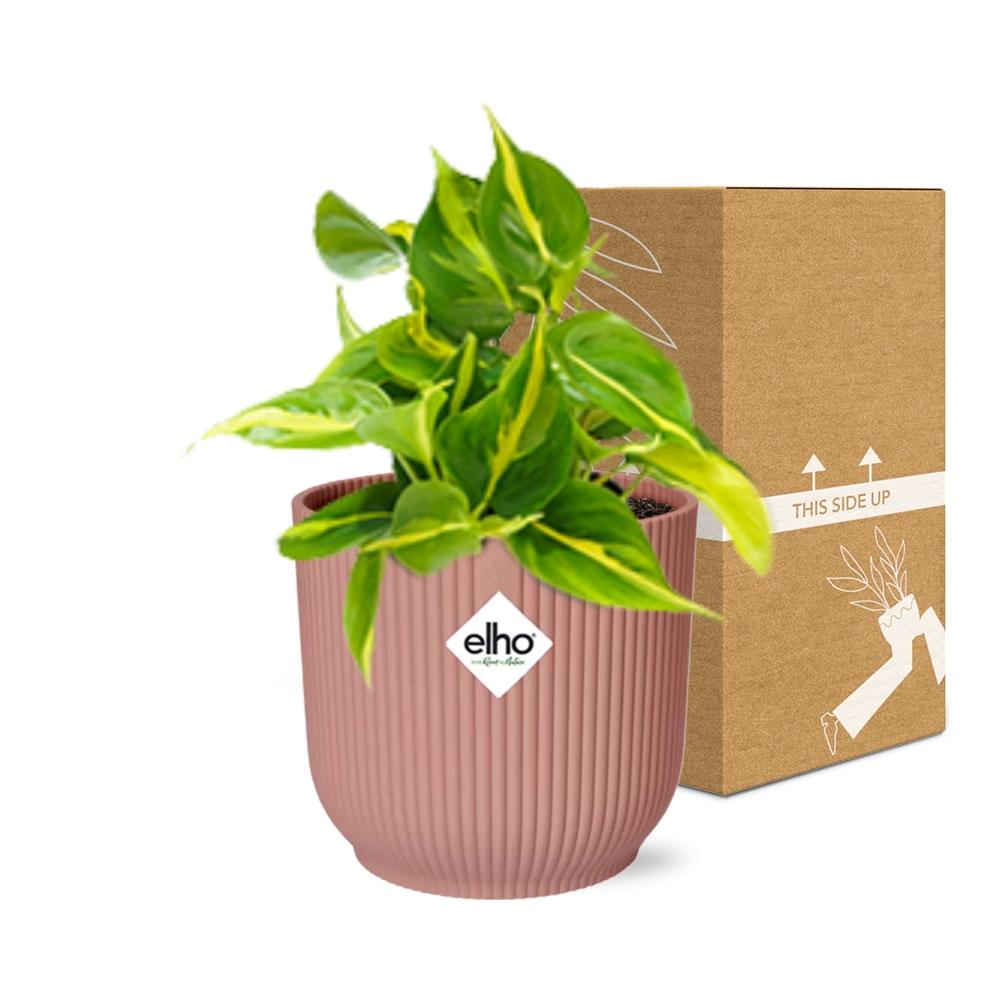 Philodendron Scandens ‘Brasil’ in ELHO Vibes Fold 14cm rosa