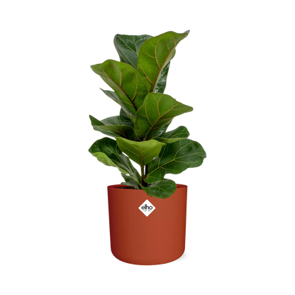 Ficus Lyrata ‘Bambino’ – Luftreinigende Zimmerpflanze in ELHO Topf