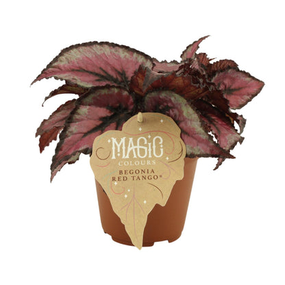 Begonie Rex Red Tango – Farbenfrohe pflegeleichte Zimmerpflanze