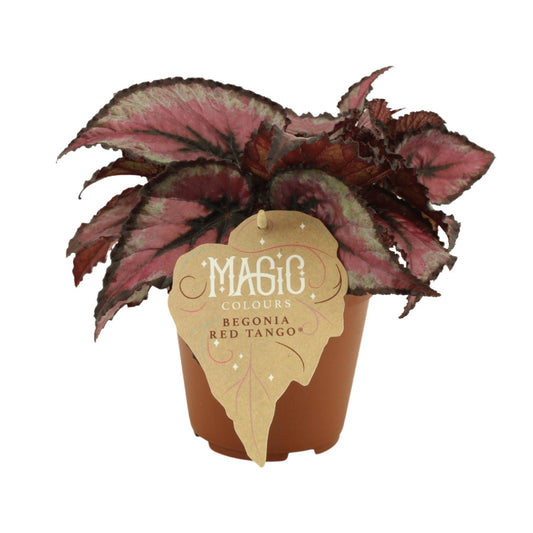 Begonie Rex Red Tango – Farbenfrohe pflegeleichte Zimmerpflanze