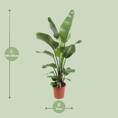 Strelitzia Nicolai – Paradiesvogelblume 21 cm Ø, 120 cm hoch