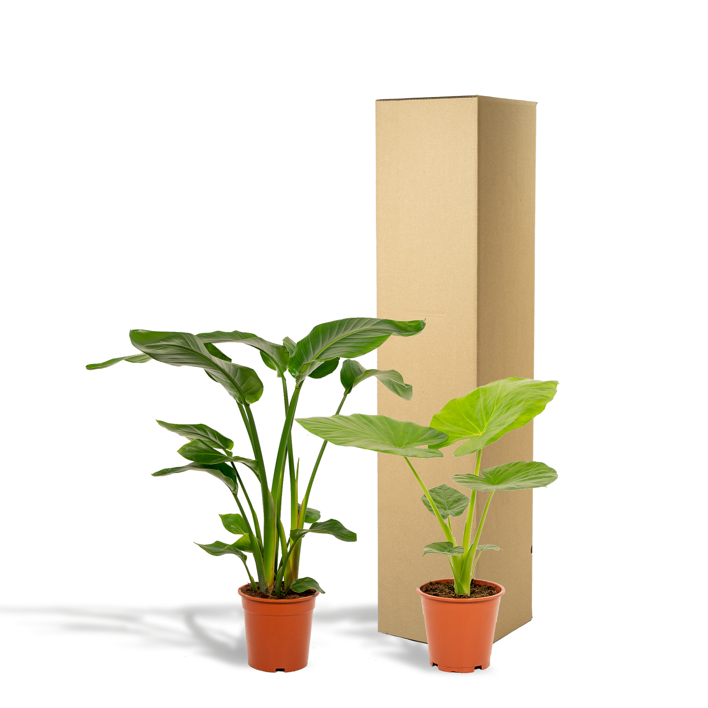 Strelitzia Nicolai & Alocasia Macrorrhiza – Stilvolle Zimmerpflanzen Ø19cm