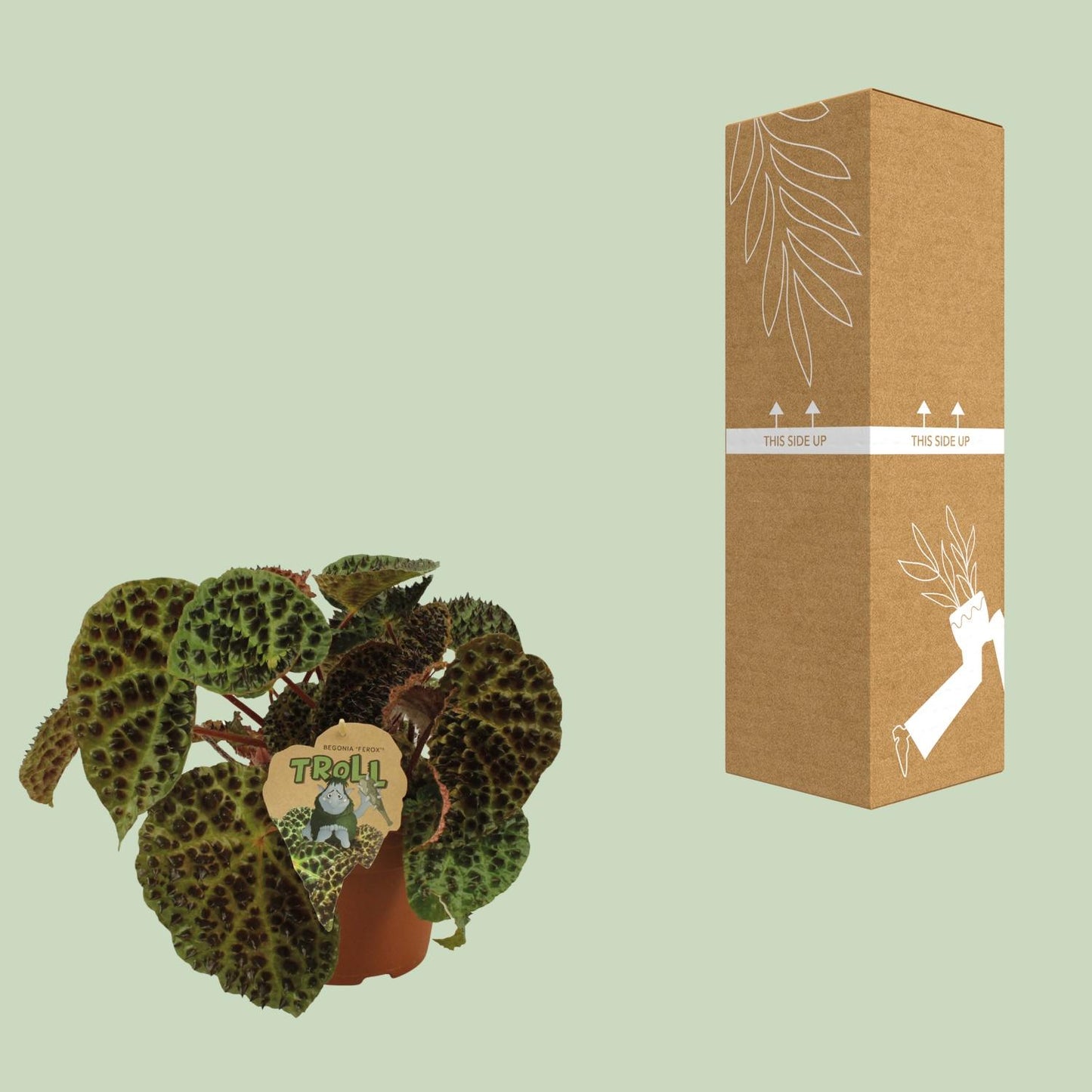 Begonia Rex Ferox – Pflegeleichte Zimmerpflanze Ø17 cm