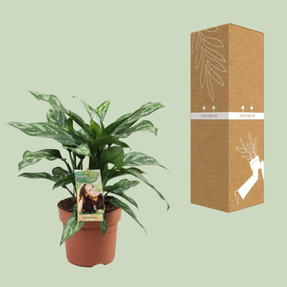 Aglaonema Maria – Pflegeleichte luftreinigende Zimmerpflanze Ø17cm