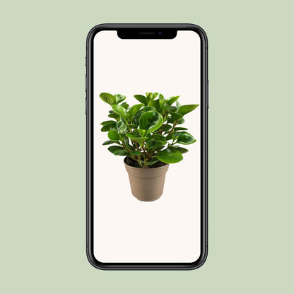 Peperomia Obtusifolia Lemon Lime – Pflegeleicht & Trendig