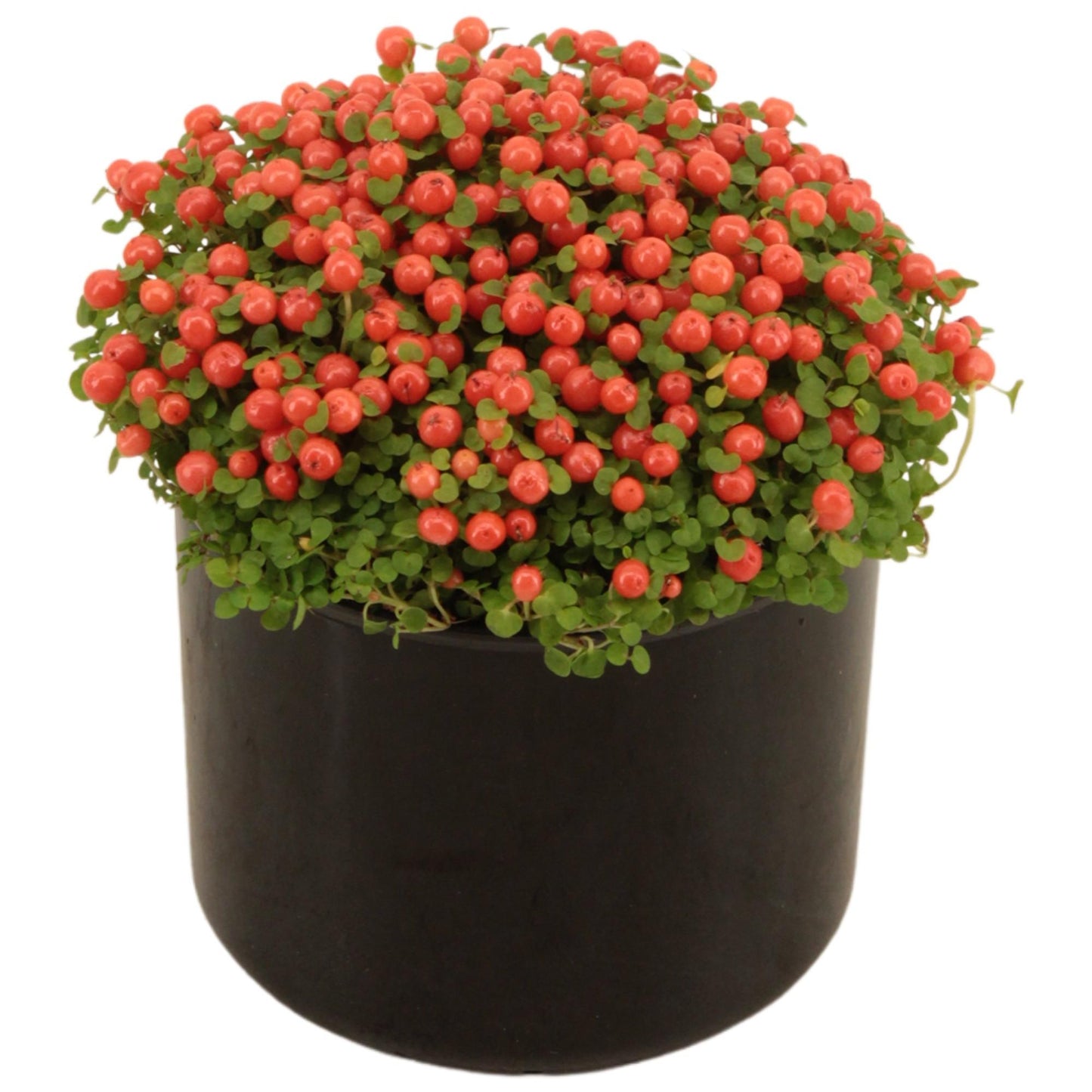 Nertera Granadensis 'Astrid' – Pflegeleichte Zimmerpflanze Ø9cm