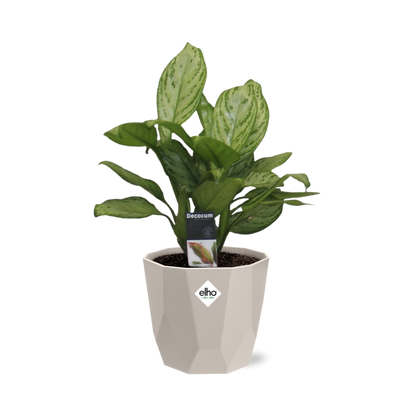 Aglaonema Christina – Pflegeleichte Glücksfeder im Warmgrau Topf