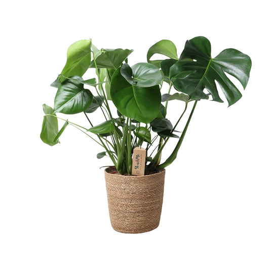 Monstera im Naturkorb Ø21cm, ca. 60cm hoch