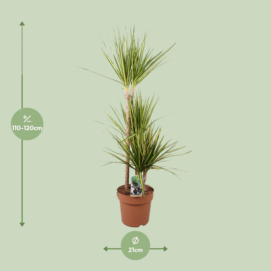 Drachenbaum Sunray – 120 cm – Pflegeleichte Zimmerpflanze