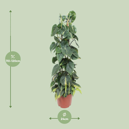 Philodendron Scandens Brasil – Pflegeleichte Trendpflanze Ø24cm