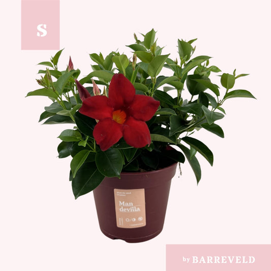 Mandevilla 'Zomerville' Rot – Pflegeleichte Kletterpflanze Ø14cm