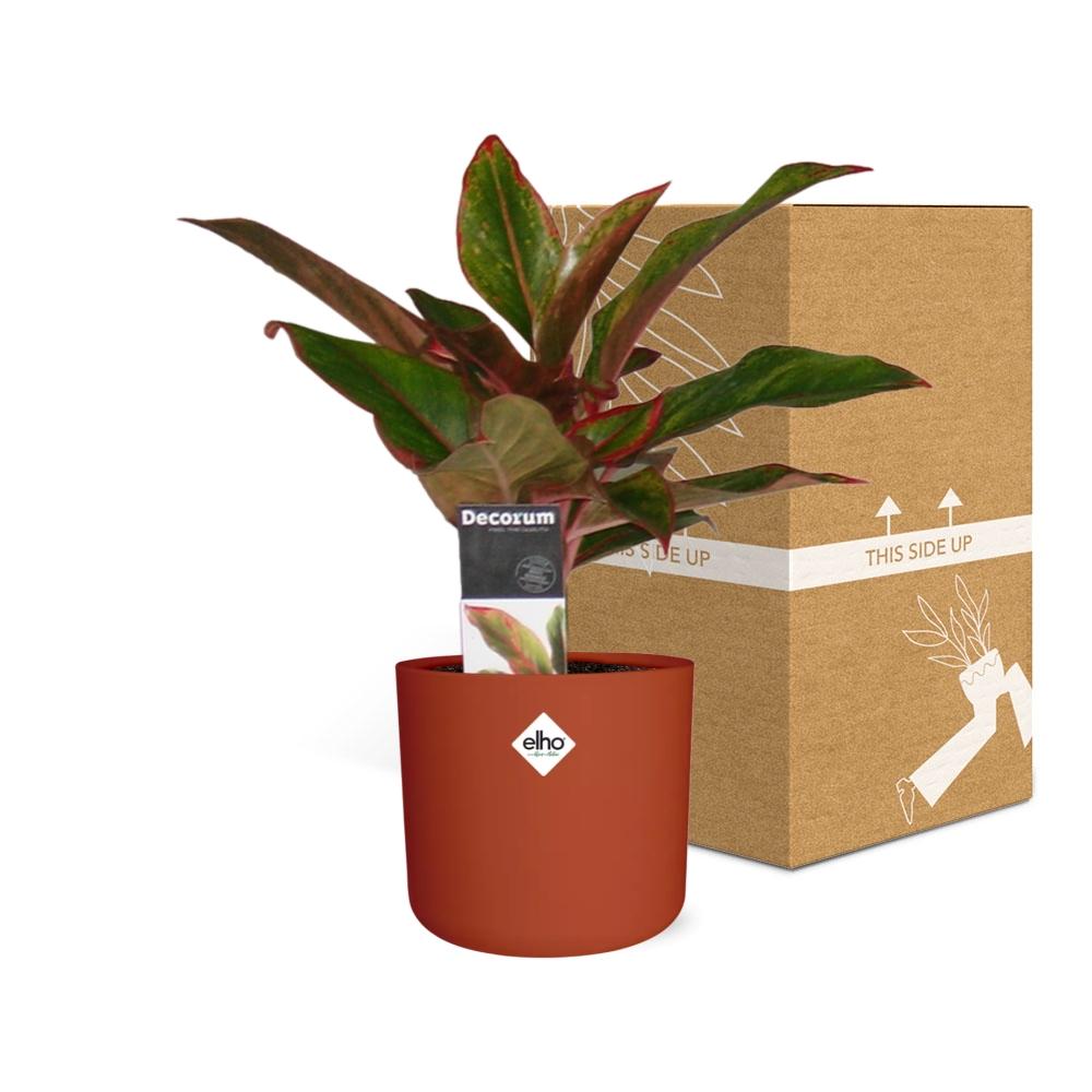 Aglaonema Crete – Pflegeleichte Zimmerpflanze im ELHO Topf