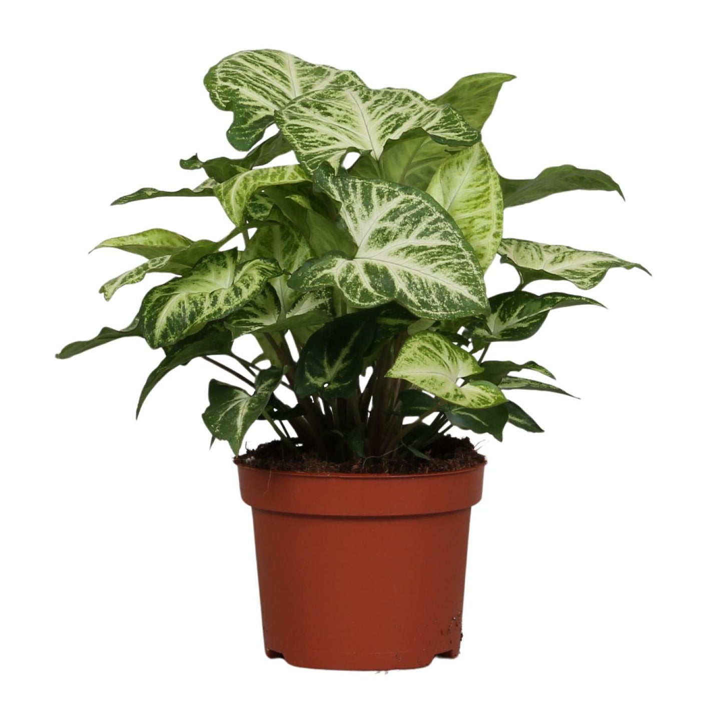 Syngonium Arrow – Luftreinigende Zimmerpflanze Ø12cm