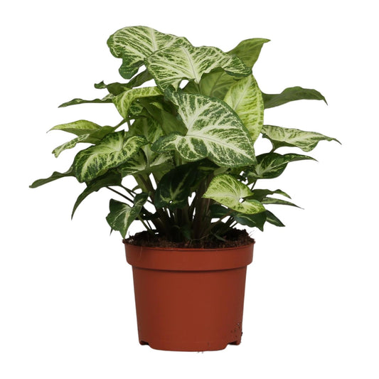 Syngonium Arrow – Luftreinigende Zimmerpflanze Ø12cm