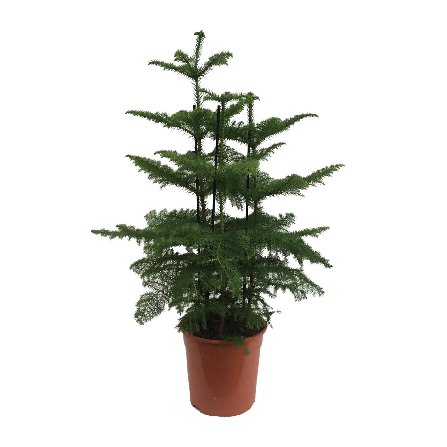 Araucaria (Affenbaum) Ø27cm, 110cm hoch
