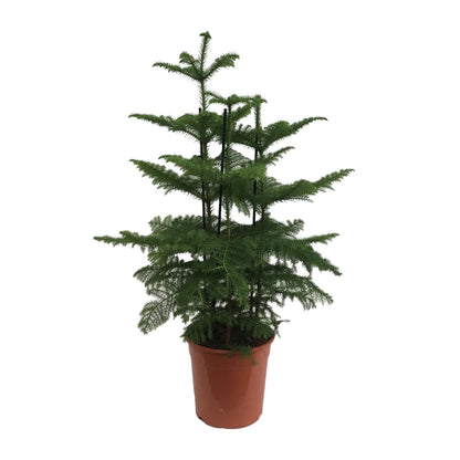 Araucaria (Affenbaum) Ø27cm, 110cm hoch