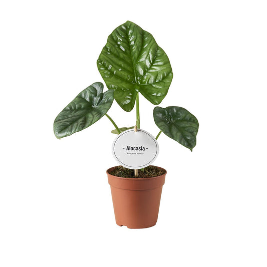 Alocasia Lukiwan – Pflegeleichte Trendpflanze Ø12cm
