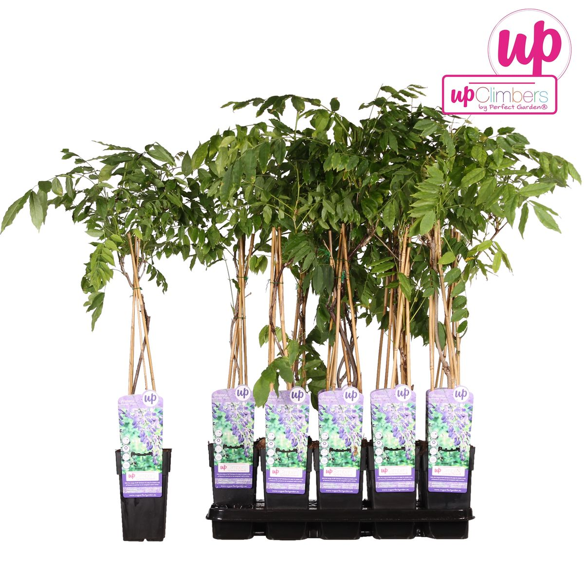 Glyzinie Wisteria sinensis 'Prolific' – Blauer Regen Ø15cm